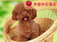 淄博狗做动物亲子鉴定