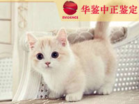 淄博猫做动物亲子鉴定