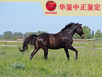 淄博马做动物亲子鉴定