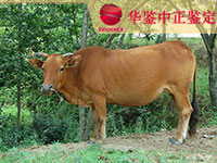 淄博牛做动物亲子鉴定